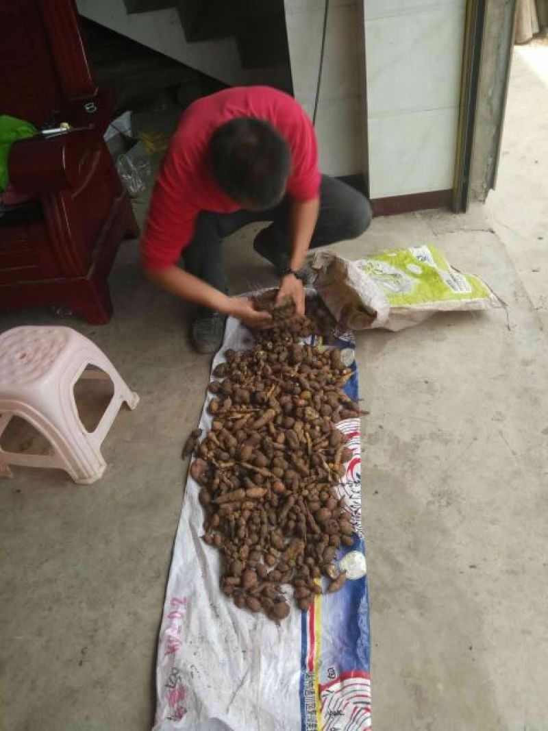 金果榄，鲜统货未淘洗