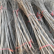 红油椿苗高度80cm以上红叶香椿苗基地**