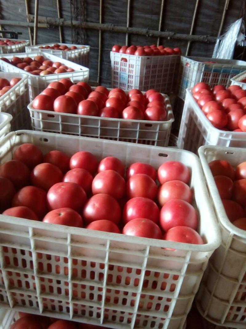精品水果西红柿精品硬粉。超市直供，各大市场客户合作