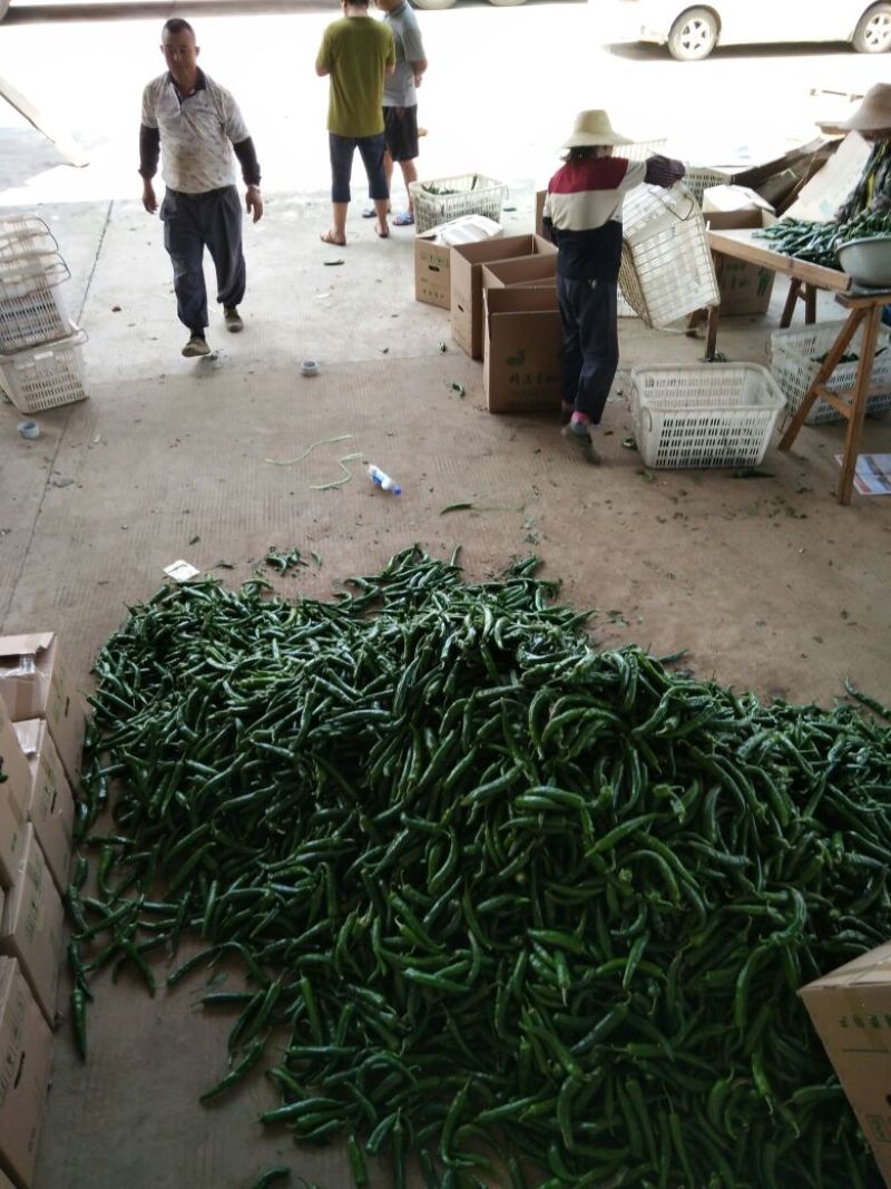 大青椒丰项21，湖南汉寿县永鑫蔬菜种植合作，基地种植