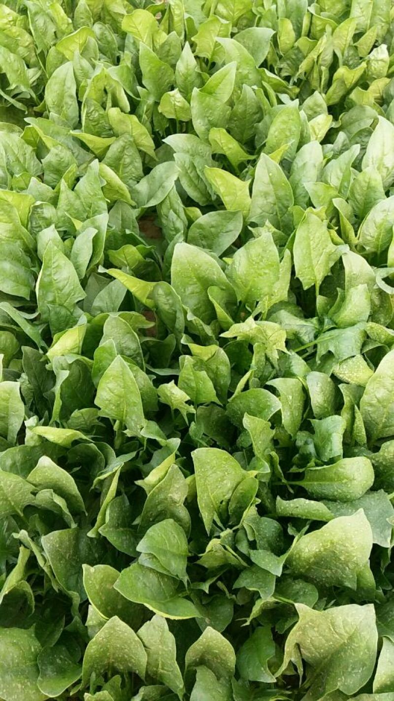 小叶菠菜25~30厘米
