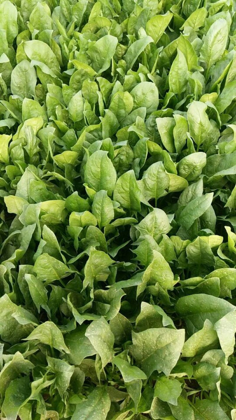 小叶菠菜25~30厘米