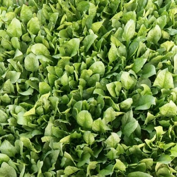 小叶菠菜25~30厘米