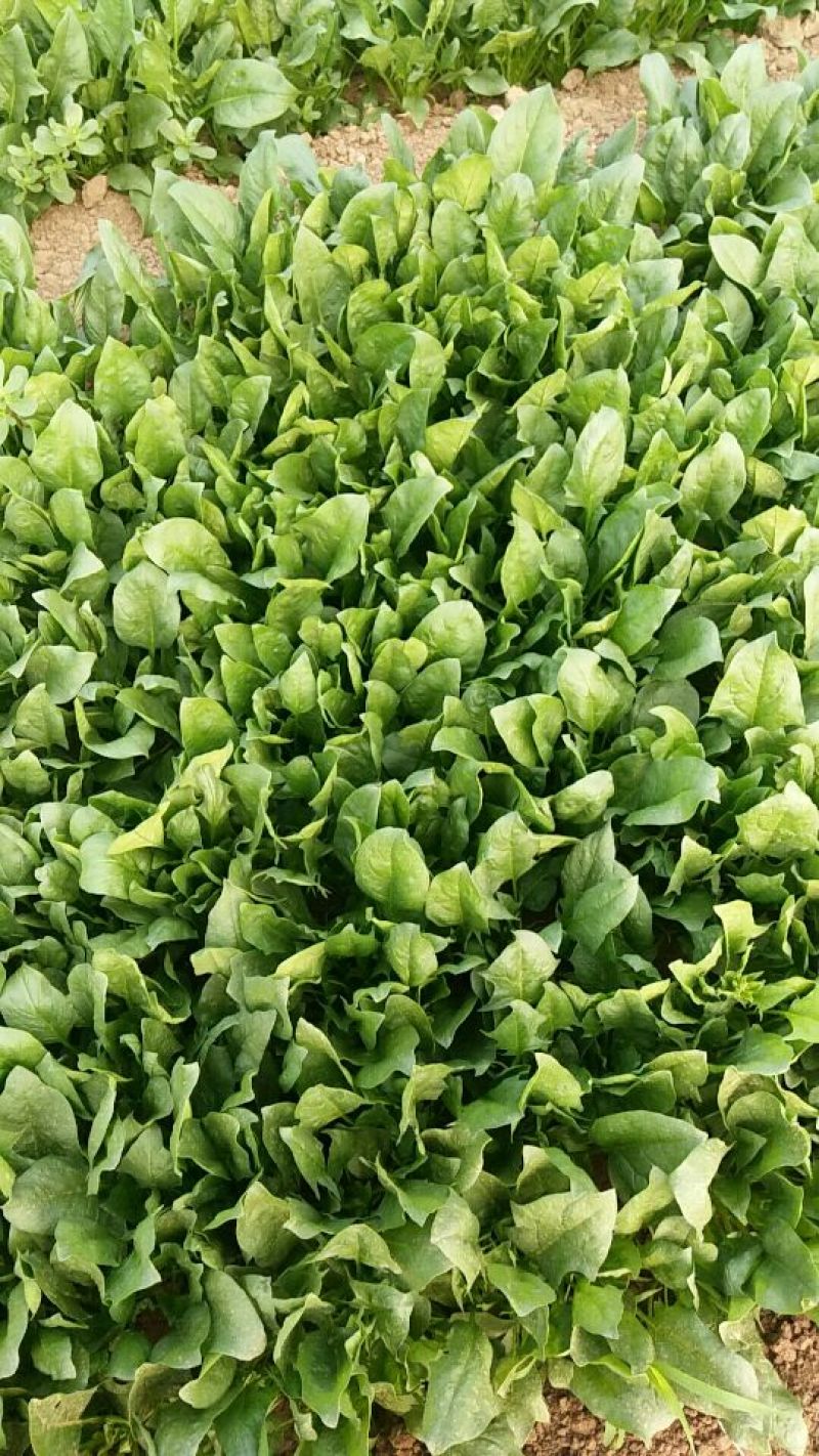 小叶菠菜25~30厘米