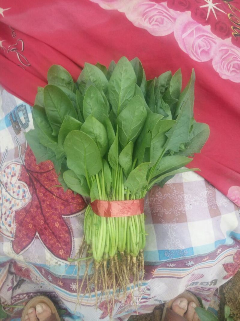 小叶菠菜25~30厘米