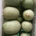 山东燕店小蜜25西州蜜实力代办