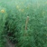 菊花茶一级