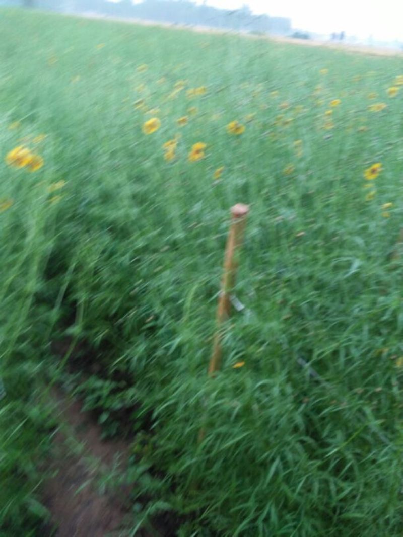 菊花茶一级