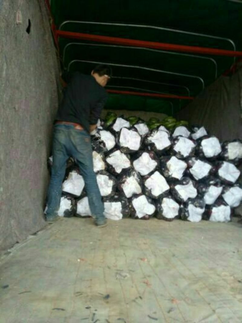 紫光圆茄5两以上通货