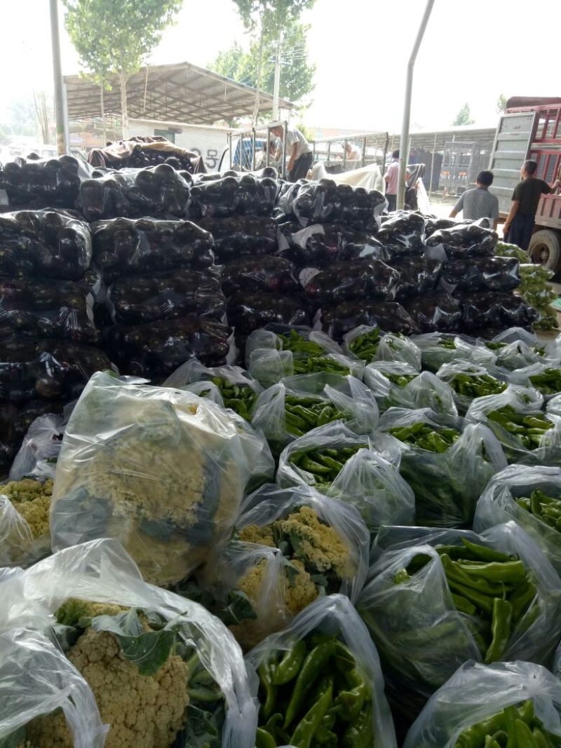 紫光圆茄5两以上通货