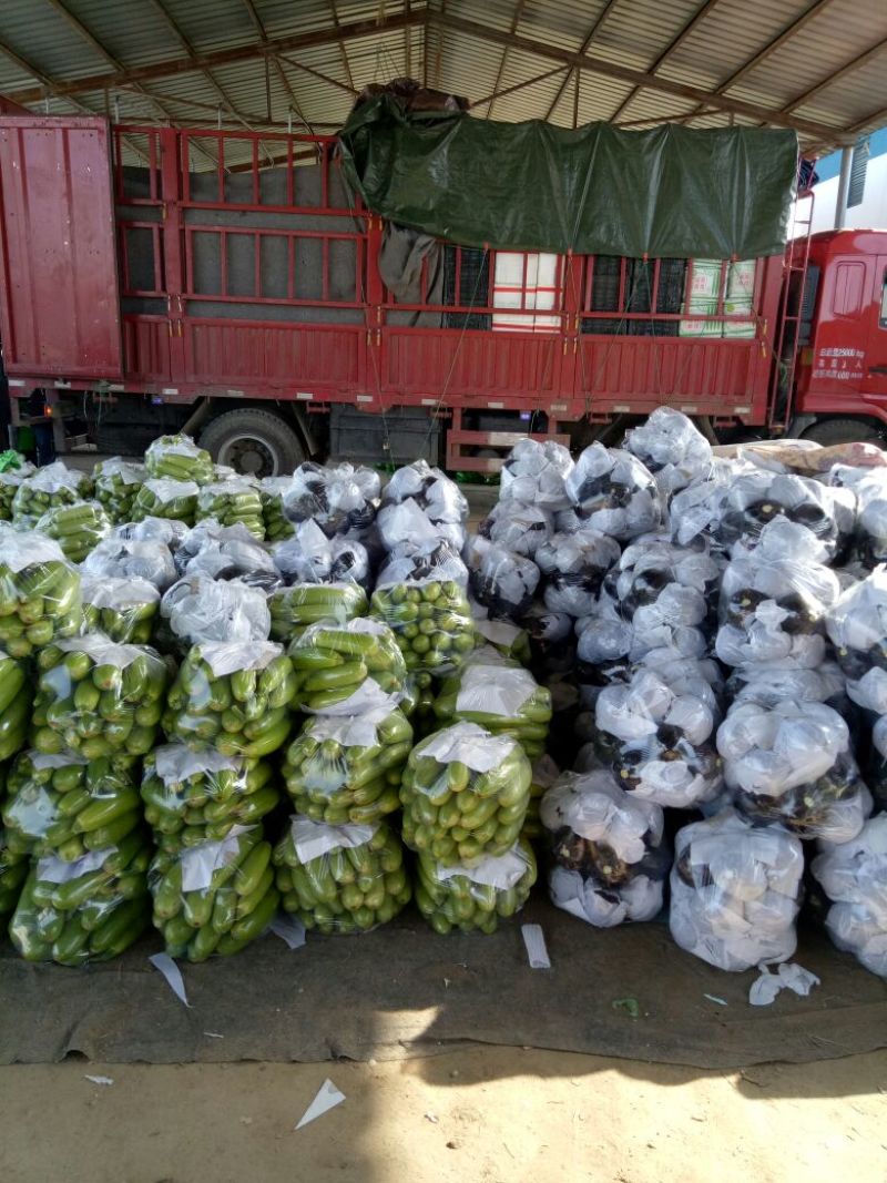 紫光圆茄5两以上通货