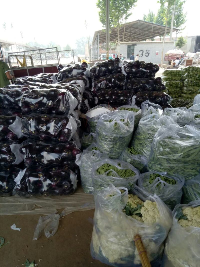 紫光圆茄5两以上通货