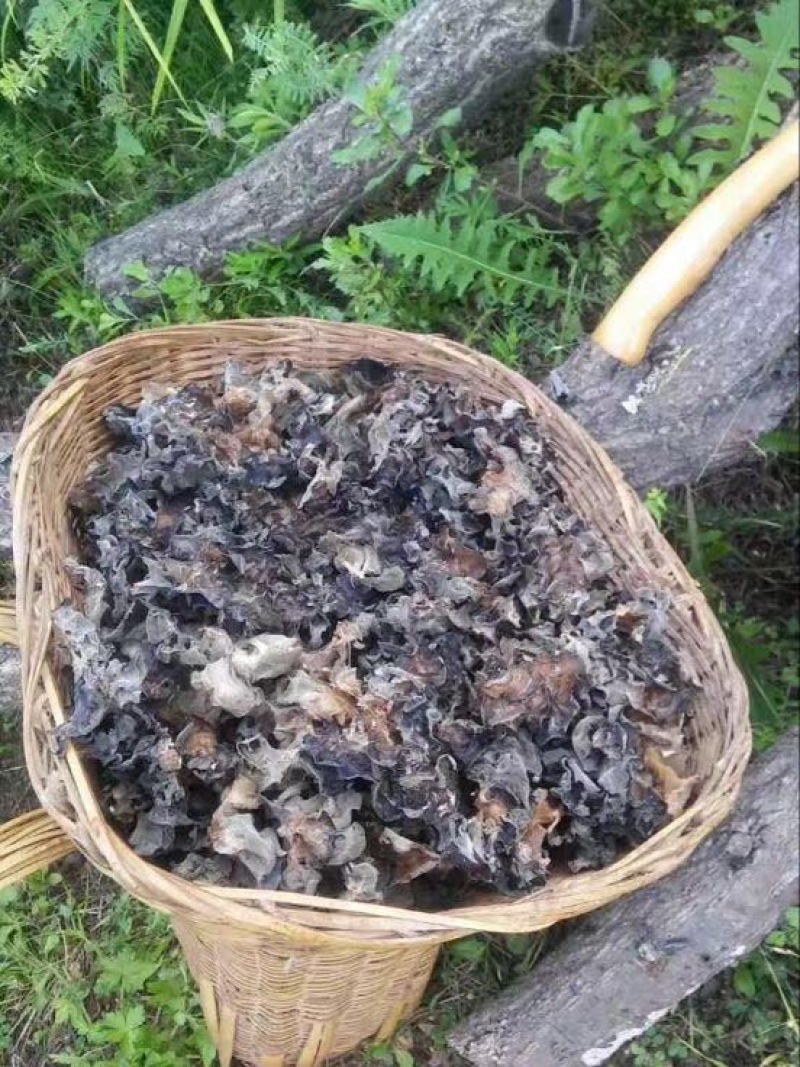 黑木耳椴树青杠木黑木耳