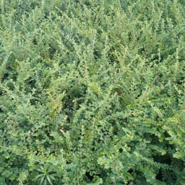平枝栒子50~80cm