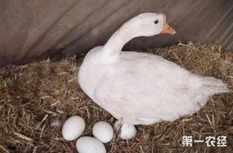 土鹅蛋食用
