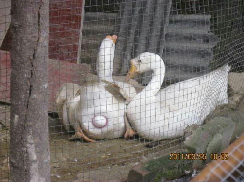 土鹅蛋食用