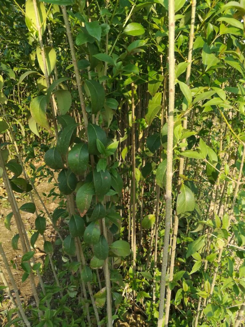 大叶女贞苗70~80cm