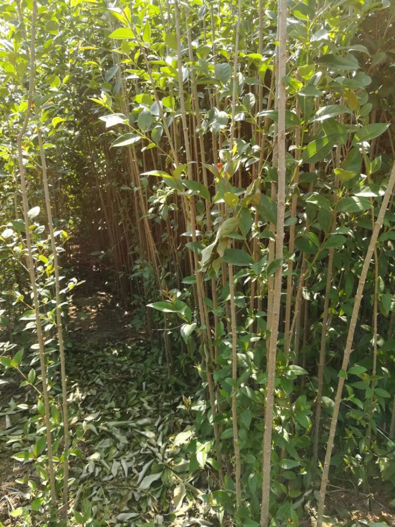 大叶女贞苗70~80cm