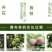 黑布林李子35~40mm
