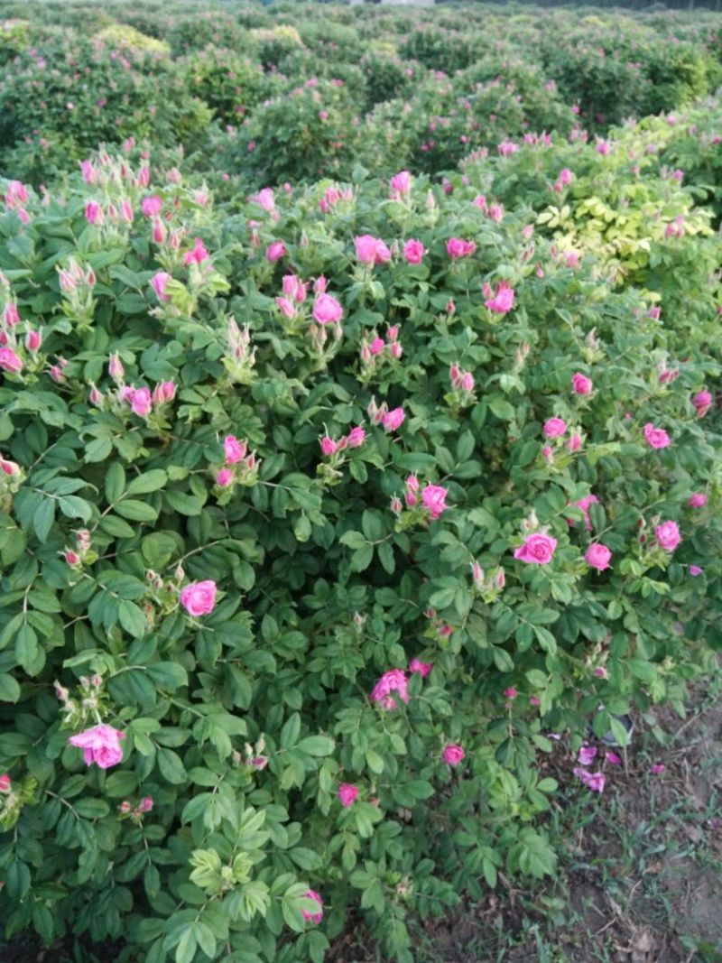 玫瑰花茶