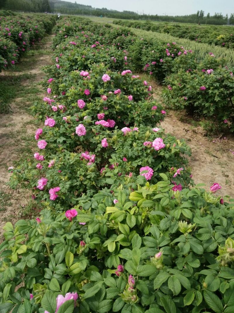 玫瑰花茶