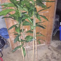 芒果实生苗（直生苗）1到5公分有货根系发达