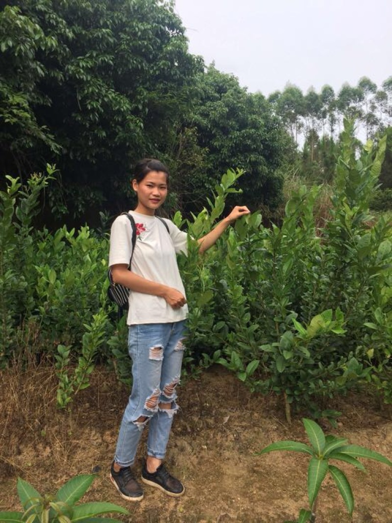 台湾香水柠檬树苗，无籽柠檬青柠檬广东香水柠檬苗