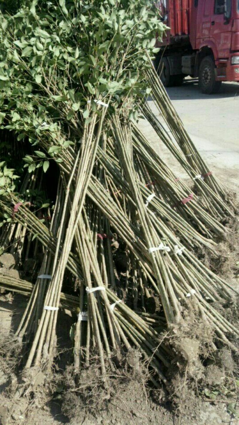 4公分的大叶女贞基地