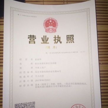 4公分的大叶女贞基地