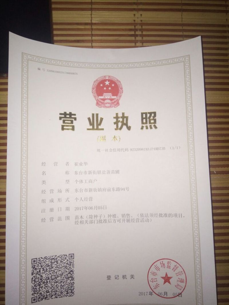4公分的大叶女贞基地