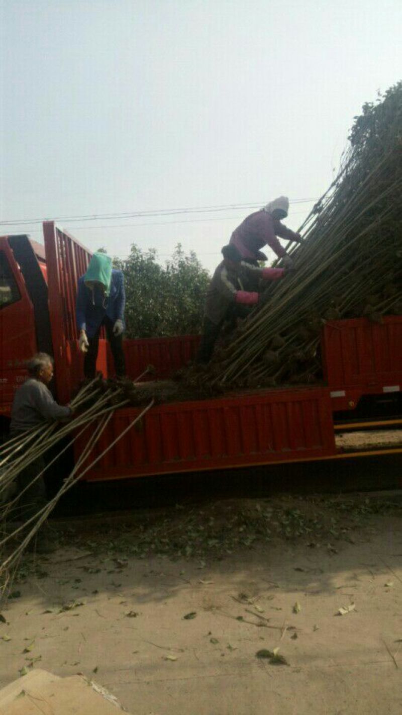 4公分的大叶女贞基地