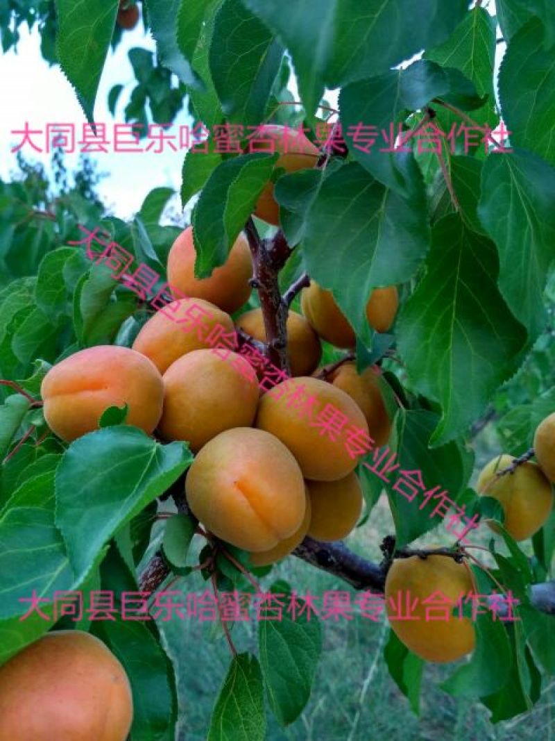 山西大同阳高大杏50mm以上