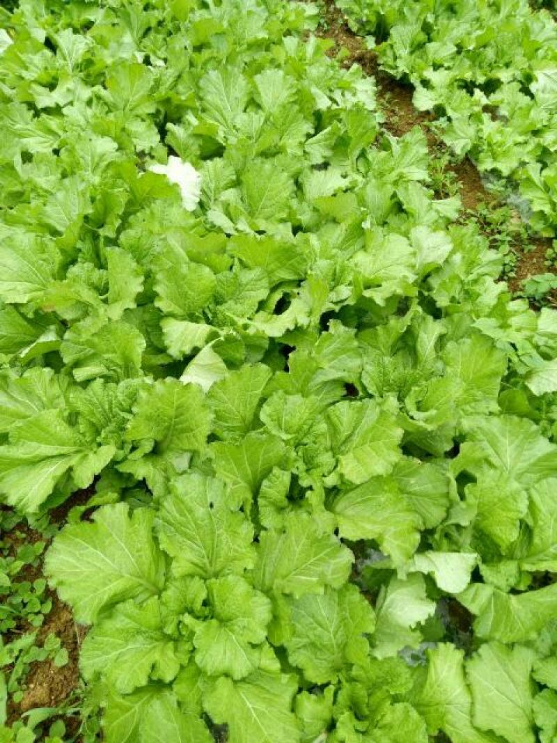 苦苣菜30厘米以上