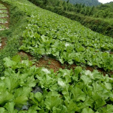 苦苣菜30厘米以上