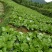 苦苣菜30厘米以上