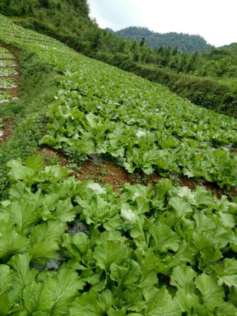 苦苣菜30厘米以上