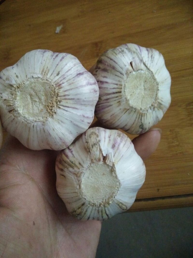 山东紫皮大蒜混级统货