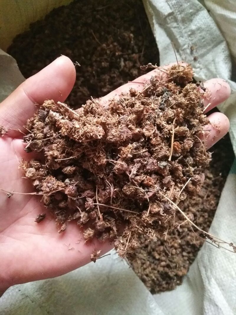 野菊花统货