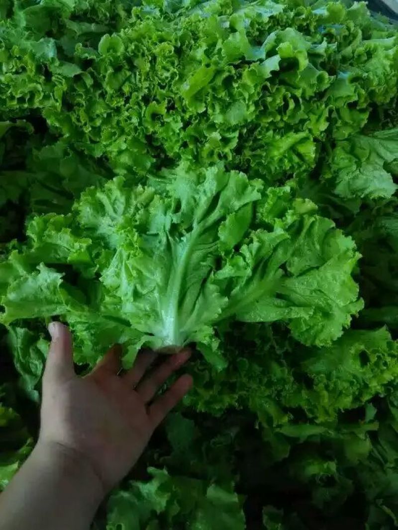 散叶生菜5两~6两