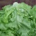 散叶生菜5两~6两