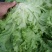 散叶生菜5两~6两
