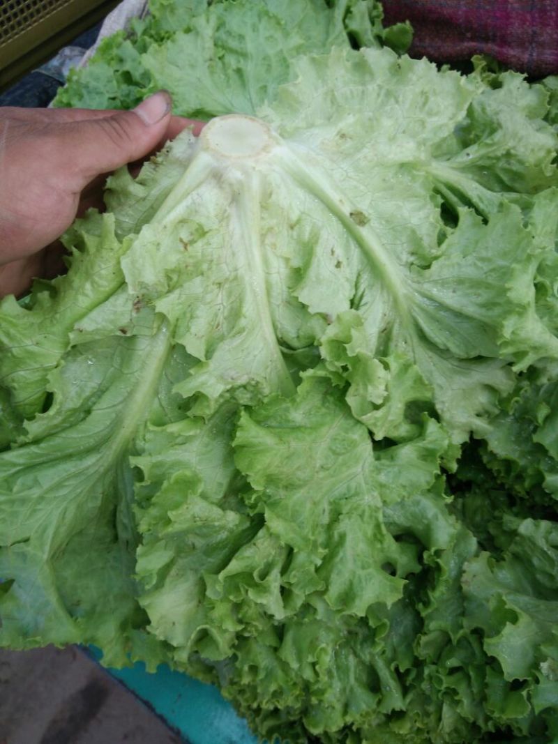 散叶生菜5两~6两