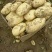 荷兰十五土豆通货2两以上