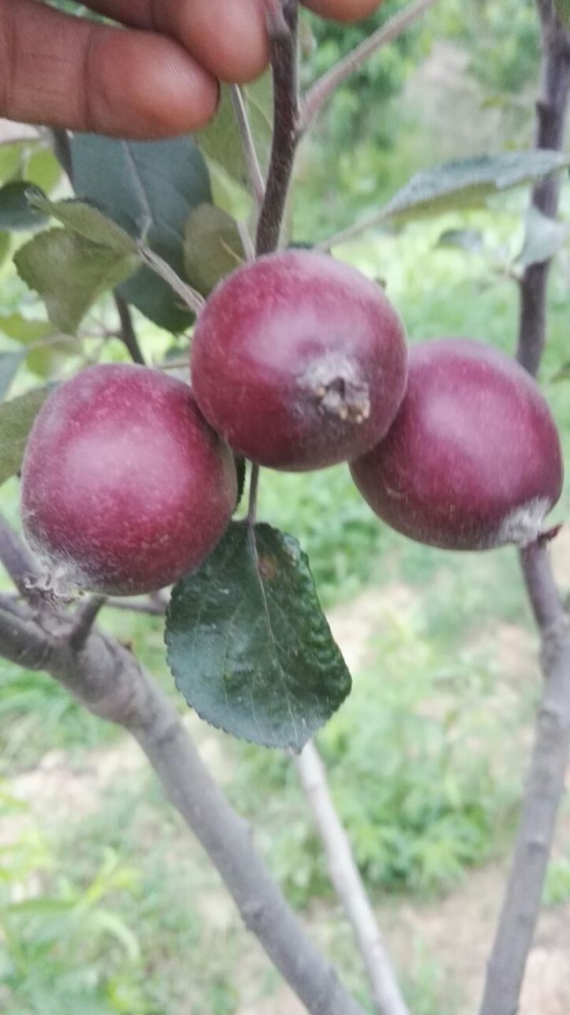 苹果树苗矮化砧红富士成苗