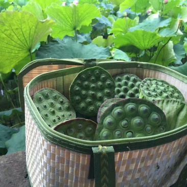 莲蓬8cm以上