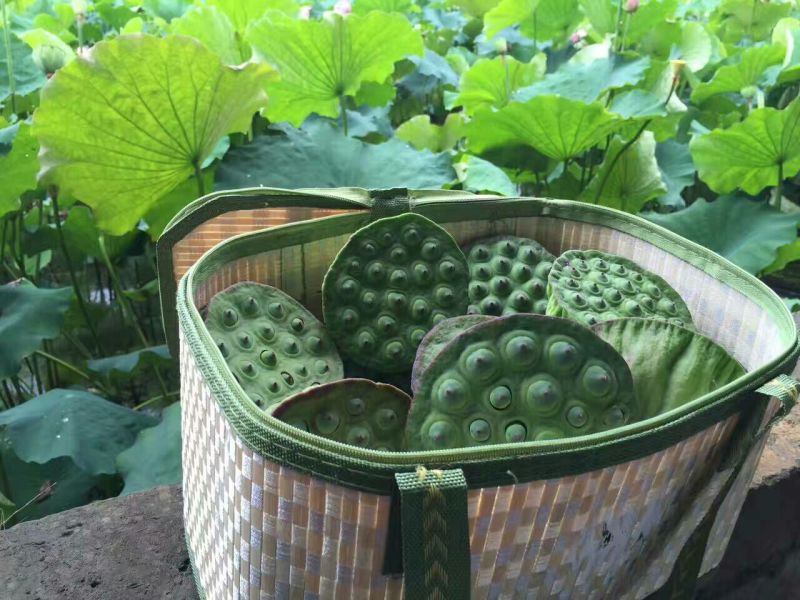 莲蓬8cm以上