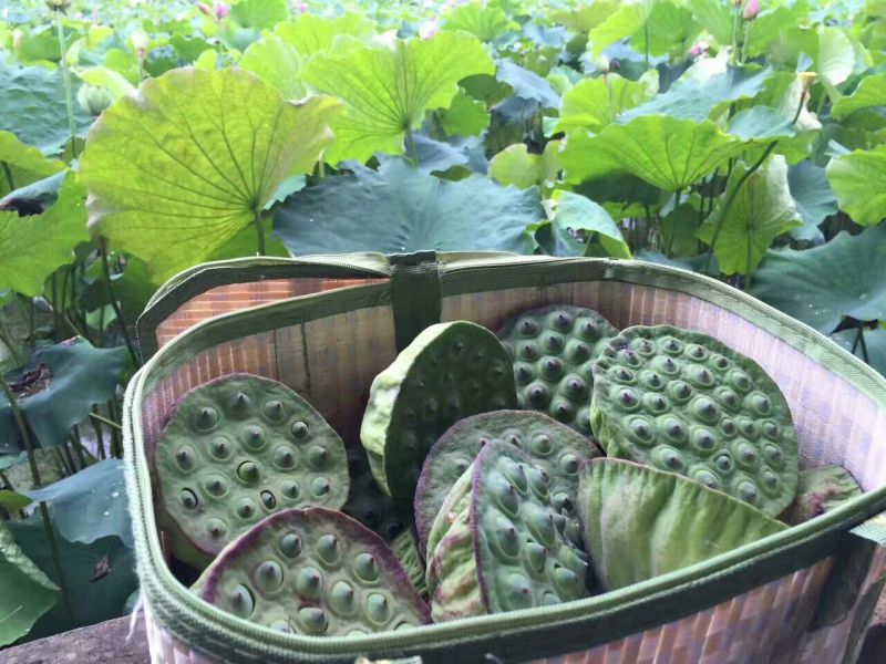 莲蓬8cm以上