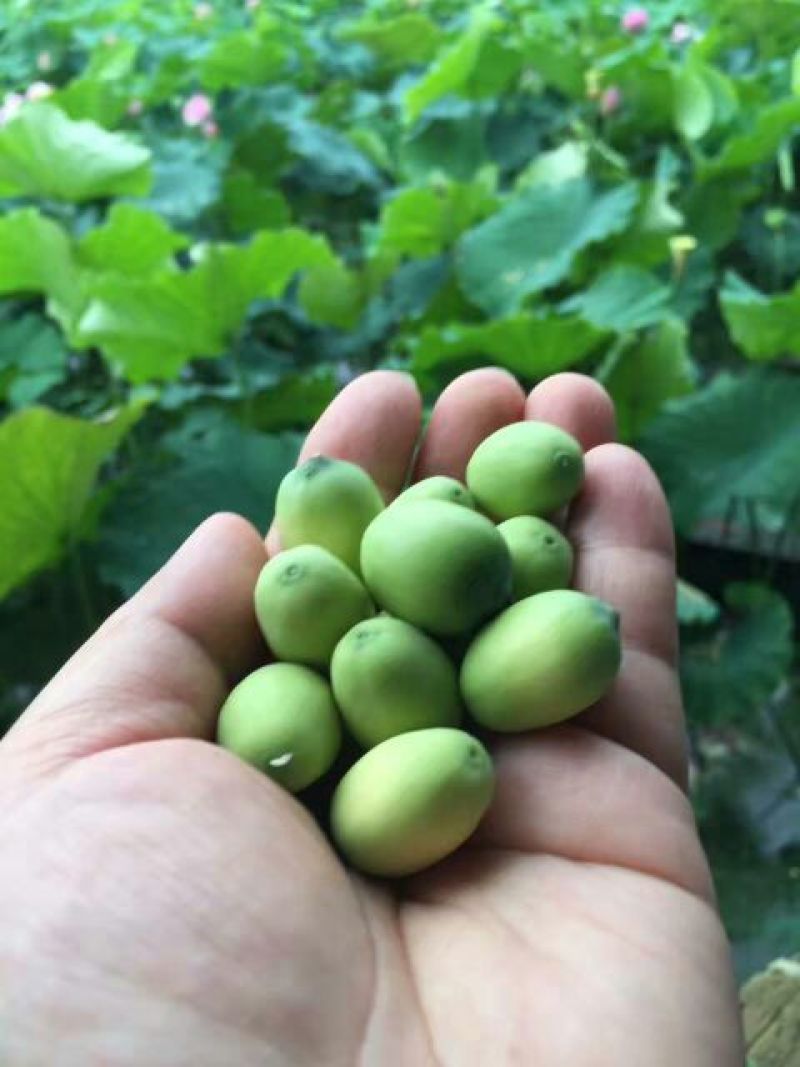 莲蓬8cm以上