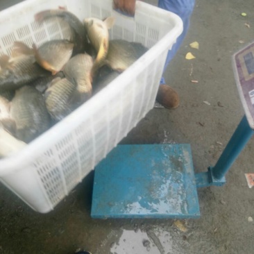 池鲤鱼食用1~2公斤