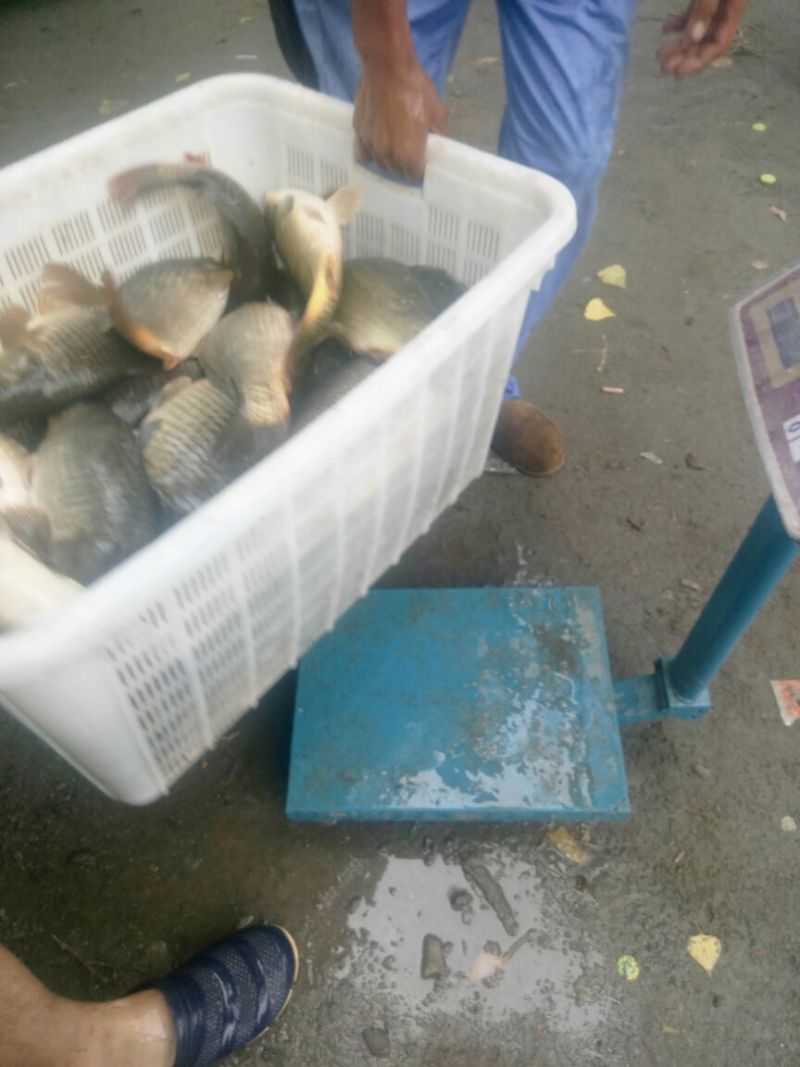 池鲤鱼食用1~2公斤